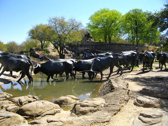 Cattle Drive Dallas Texas USA