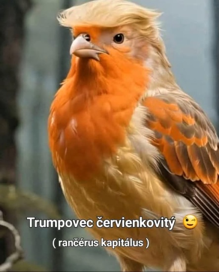 invazny druh