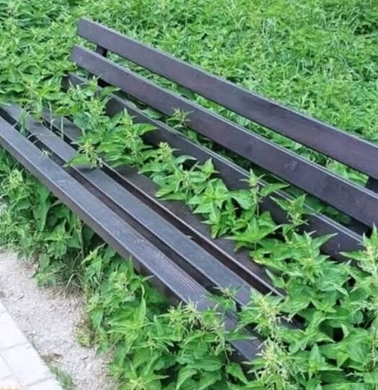 liečiva lavicka