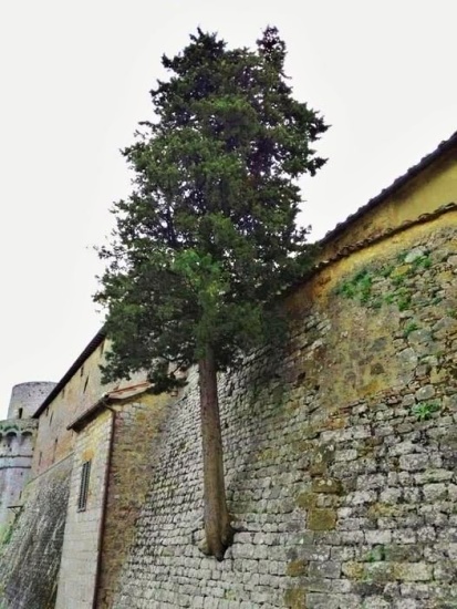 strom prechadzajuci murom