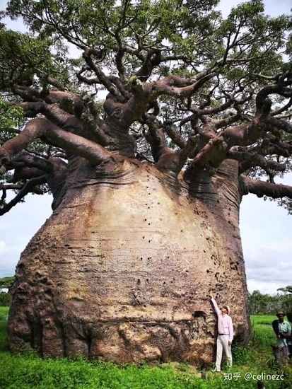 baobab
