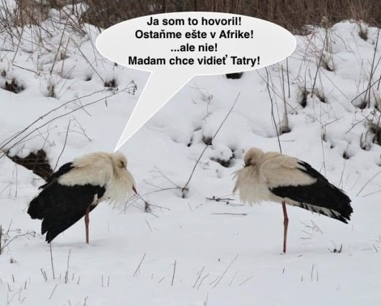madam chce vidiet Tatry