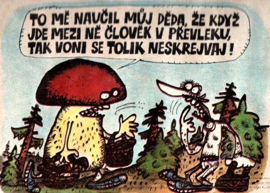 Vycital tomenaucil