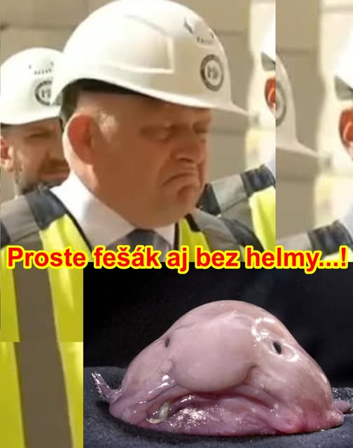 proste fesak