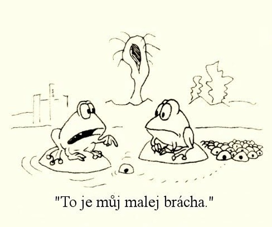 Kantorek tojemujmal