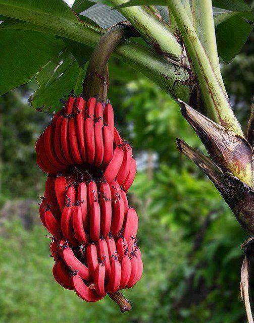 banany pre komunistov