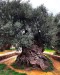 2900 rocny olivovnik