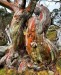 bizarny strom z Australie