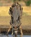 kudu s bioinsekticídmi