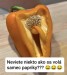 paprikas